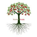 Roots n Fruits