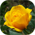 Roses Images Gif