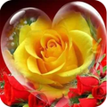 Roses and Flowers