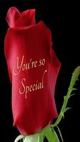 Roses and Flowers Cartaz