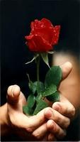 Roses and Flowers imagem de tela 1