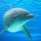 Sonidos de delfines