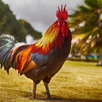 Sonidos de Gallos APK