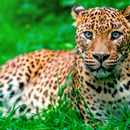 Sonidos de leopardos APK