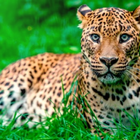 Sonidos de leopardos ไอคอน