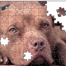 Rompecabezas de pitbulls APK