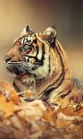 Animal Wallpapers Backgrounds Photos 스크린샷 1