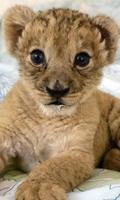 Baby Animal Wallpapers captura de pantalla 2