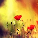 Flower Pictures Wallpapers APK