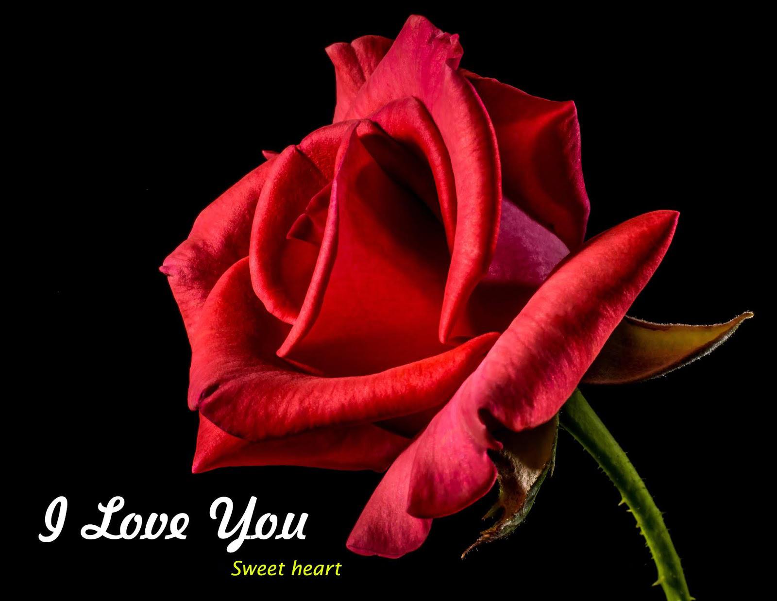 Romantic Love Images Gifs I Love You Images Gif For Android Apk Download