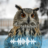 Owl sounds Ringtones