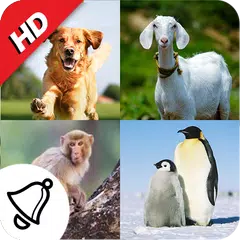 150 Animal Ringtones APK download