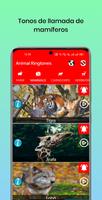 150 tonos de animales Poster