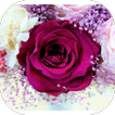 Flores Hermosas
