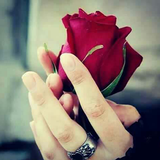 Roses images GIFs - Flowers HD 圖標