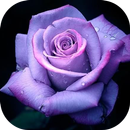 Roses images GIFs - Flowers HD APK