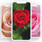 Rose wallpaper icône