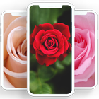 Rose wallpaper 图标