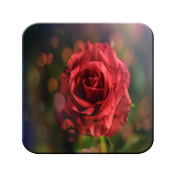 Icona Carta da parati rosa