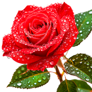 Stickers rosas para WhatsApp APK