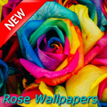 Rose Wallpapers,Flower Background