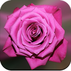 Rose Wallpaper icône
