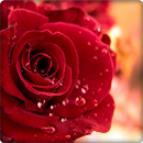 Lovely Rose Wallpaper HD APK
