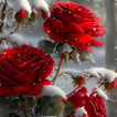 Rose Wallpapers 图标