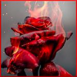 Rose Blume Hintergrund icon