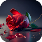 rose flower images আইকন
