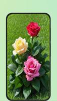 rose flower images স্ক্রিনশট 1