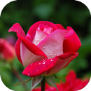 rose flower pic-APK