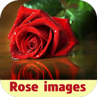 rose images icône