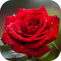 rose images