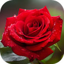 rose images APK