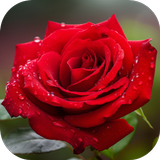 rose images icon
