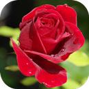 rose pic-APK