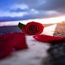 صور ورد-APK