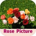 rose picture