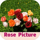 rose picture आइकन