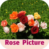 آیکون‌ rose picture