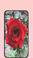 rose picture पोस्टर