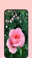 rose picture स्क्रीनशॉट 1