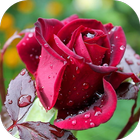 rose wallpaper ไอคอน