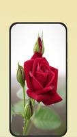 rose wallpaper โปสเตอร์