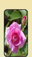 rose wallpaper ภาพหน้าจอ 1