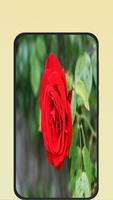 rose wallpaper ภาพหน้าจอ 2