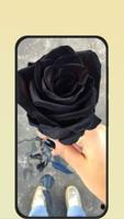 rose wallpaper ภาพหน้าจอ 3