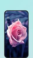 rose wallpapers plakat