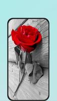 rose wallpapers screenshot 1